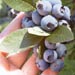  Blueberries ready for picking