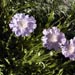  More random flowers