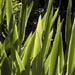  Sunlight through sword grass in the backyard