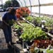  Mom cruising the lettuce at Territorial (we all have our vices)