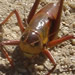  Crickets with no sense of self-preservation.