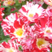  The flowers in the Julia Davis Rose Garden rivaled those of Portland.