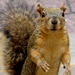  The squirrels near our bed and breakfast weren't shy.  Probably had to do with the gallons of peanuts the owner distributed daily.