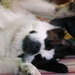  Daisy liked to be sung to.  She's a big fan of the Billie Holiday oeuvre.