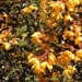  Brilliant maple-leaf colored rhodies
