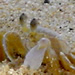  The crab sedulously digging a hole under my hammock, sisypheanly oblivious to the waves that kept filling it in.