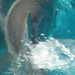  The dolphins swam in small pods, pretty gracefully, considering they were in the shallow end.