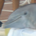  A local aquarium transferred its dolphins to our hotel swimming pool for safekeeping during the imminent hurricane.