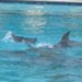  See, I wasn't kidding about the dolphins in the hotel pool.