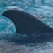  The dolphin on the right was a calf.