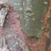  The Mayans called this a tourist tree.  See how the bark is all red and peeling?