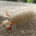  Caterpillar attempting to nestle its way into my lunch at Bryant Square Park