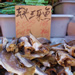  Dried fish, petrified with agonized expressions and mouths agape