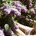 Mom picking lilacs