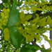  A tree along the Magnolia Trail through Washington Park.
