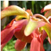  The greenhouse had a good collection of carnivorous plants, as well, in various states of satiety.