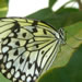  The butterflies didn't seem to mind being a centimeter away from my camera.